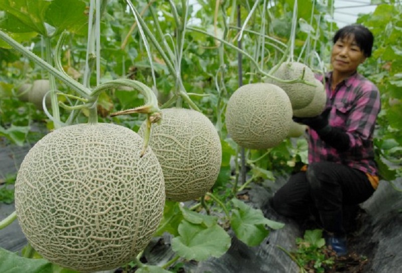 Dưa lưới tại Bình Dương đạt chuẩn VietGAP