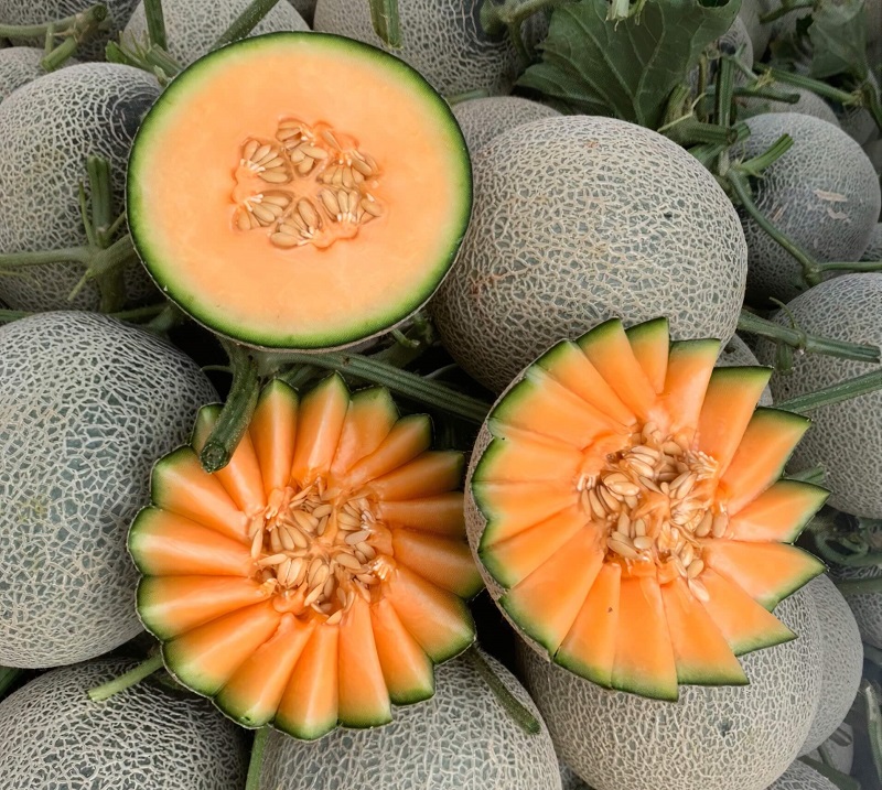 Những vấn đề cần lưu ý khi lựa chọn dưa lưới thơm ngon