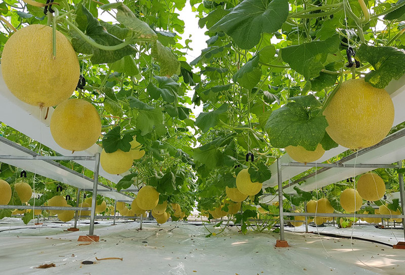 Ngày càng có nhiều nhà vườn trồng dưa lưới do lợi nhuận cao