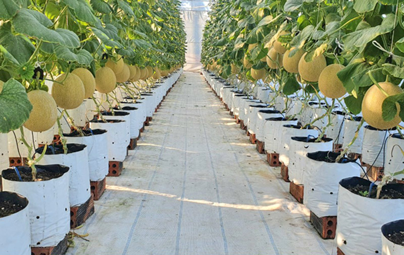 Nông nghiệp đang chuyển đổi sang mô hình sản xuất sạch, ứng dụng công nghệ cao