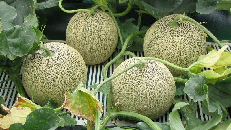 Lợi ích của nước ép dưa lưới đối với sức khỏe