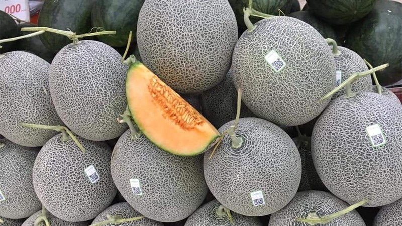 Cách chọn mua dưa lưới tươi ngon, chất lượng