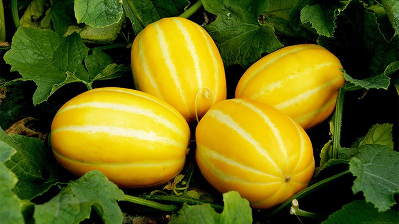 Vỏ của quả dưa gang khi chín