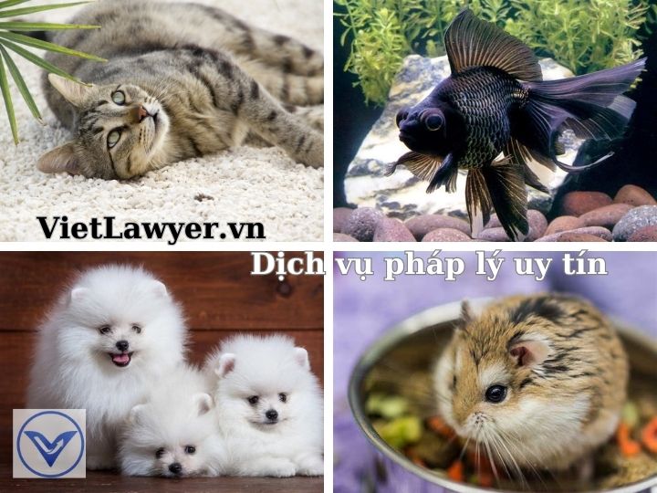 Giấy phép kinh doanh động vật cảnh