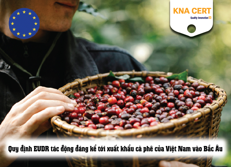 Quy định EUDR tác động đáng kể tới xuất khẩu cà phê của Việt Nam vào Bắc Âu