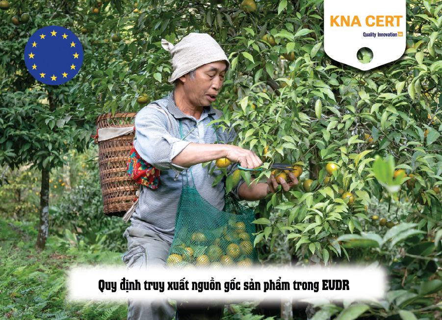 Quy định truy xuất nguồn gốc sản phẩm trong EUDR