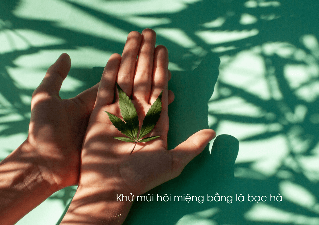 Khử hôi miệng bằng lá bạc hà