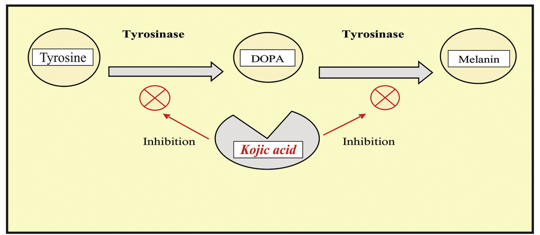 Acid Kojic giúp ức chế Enzyme Tyrosinase tổng hợp sắc tố Melanin