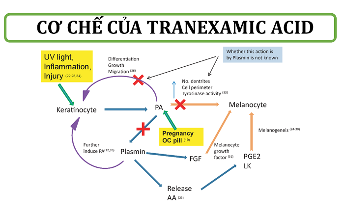 Cơ chế điều trị nám của Acid Tranexamic