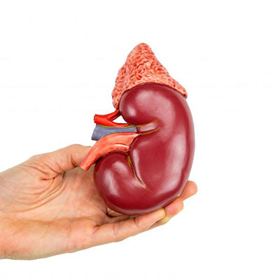 Bị thận yếu có ảnh hưởng đến sinh lý không?