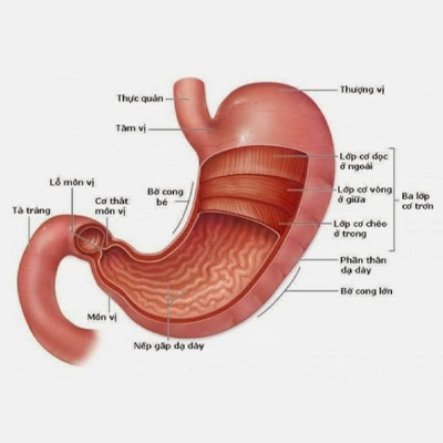 dạ dày