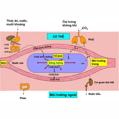 máu trao đổi chất với tế bào ở đâu