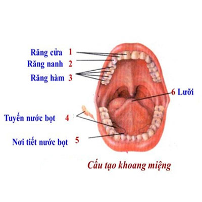 cấu tạo khoang miệng
