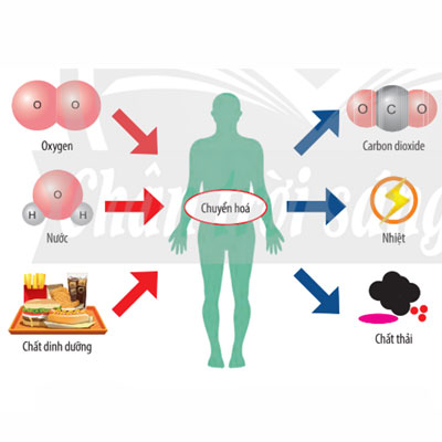 quá trình máu trao đổi chất