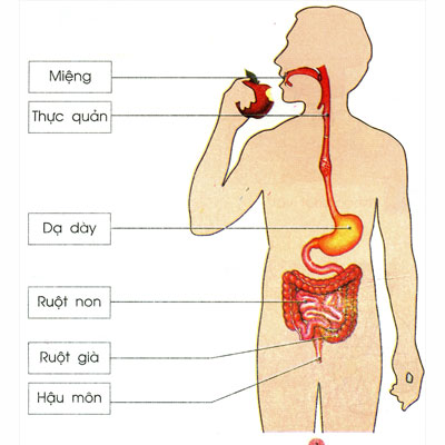 quá trình tiêu hóa