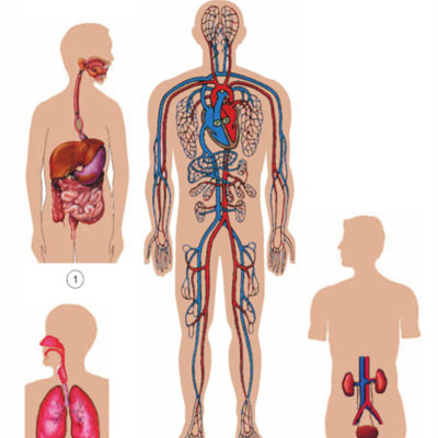 quá trình máu trao đổi chất với những cơ quan chính