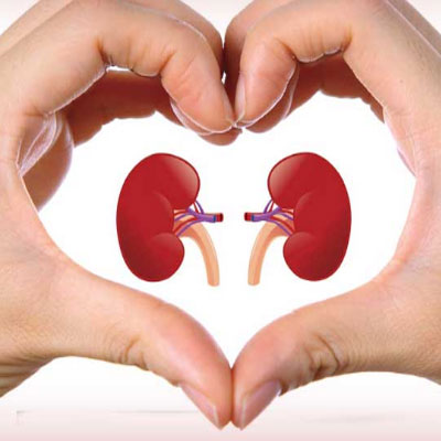 Tảo xoắn hỗ trợ cải thiện chức năng thận