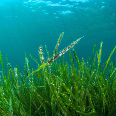 Tảo xoắn là gì?