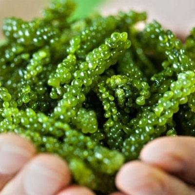 Sự phổ biến của tảo xoắn trong làm đẹp hiện nay