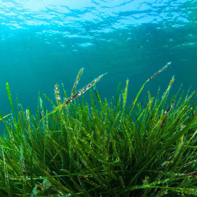 Tảo xoắn và nguồn gốc của nó