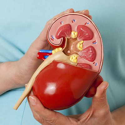 Thận có vai trò như thế nào đối với sinh lý