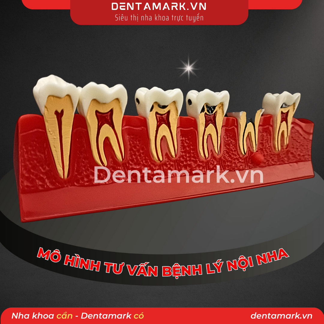 Mau ham tu van nha khoa, ham tu van benh nhan, mo hinh tu van noi nha (2)