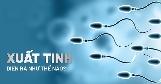 Các giai đoạn của xuất tinh