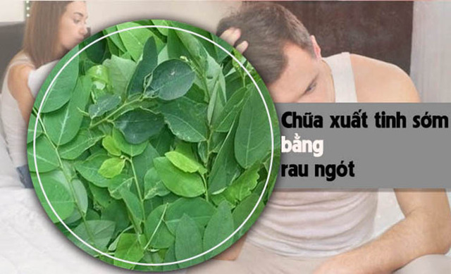Lợi ích của rau ngót để trị xuất tinh sớm