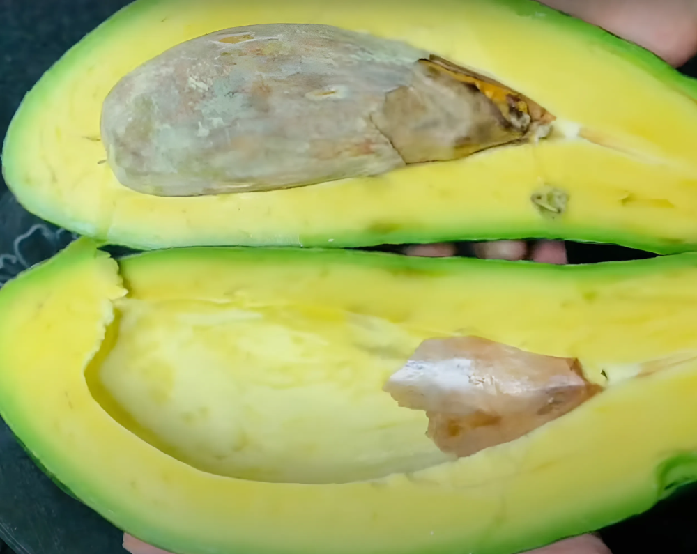 bao quan bo da bo doi