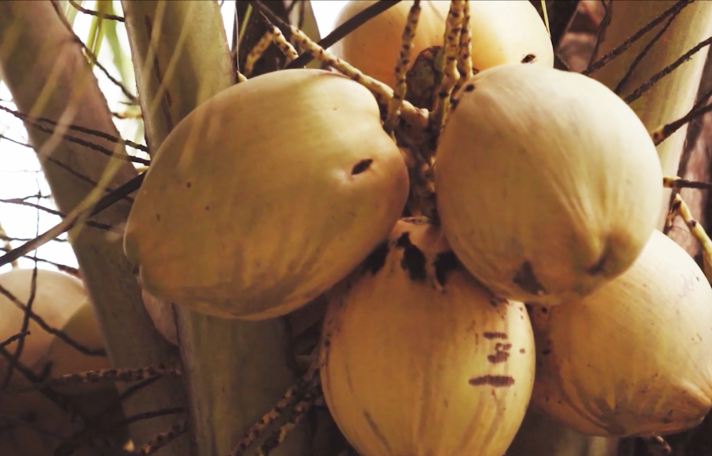 bao quan nuoc dua dung cach