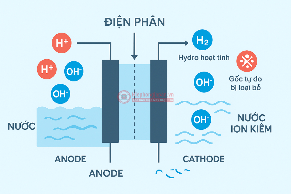 Sơ đồ minh họa quá trình điện phân tạo nước ion kiềm, tạo ion H⁺ và OH⁻.