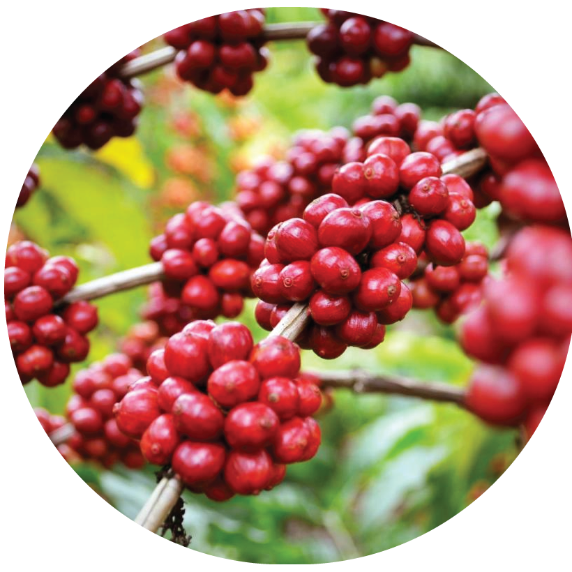 Cây Cà Phê Robusta