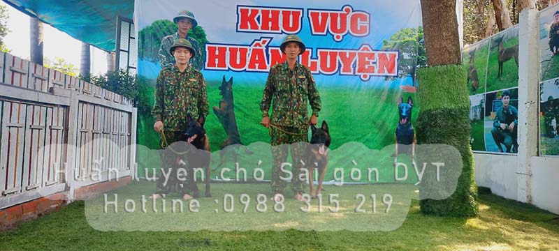 Huấn luyện chó sài gòn DVT