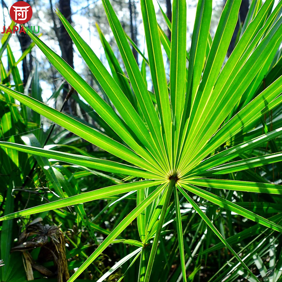 Giới Thiệu Viên Uống Cọ Lùn Saw Palmetto Gold Nhật Bản