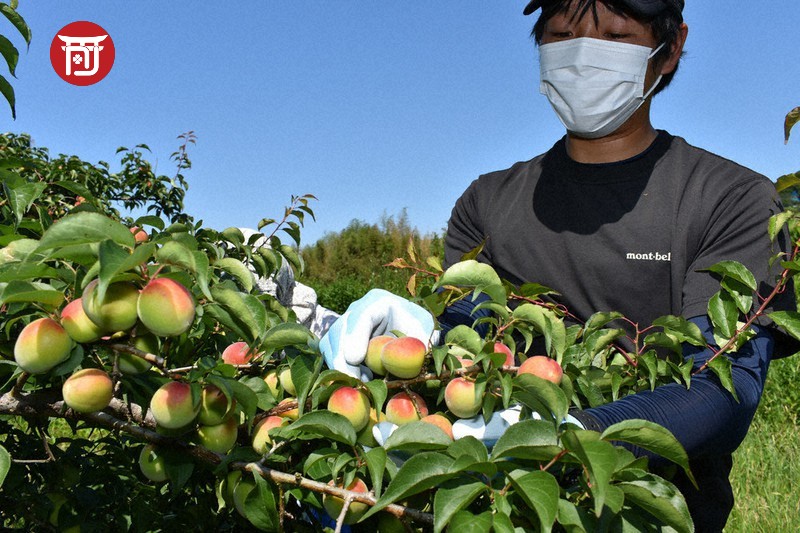 Trái mơ Nhật Bản