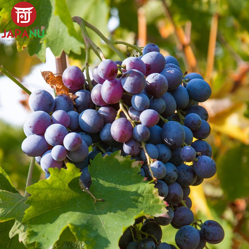 Rượu Vang Đỏ Tierra Bella Merlot 750ml làm từ nho chất lượng