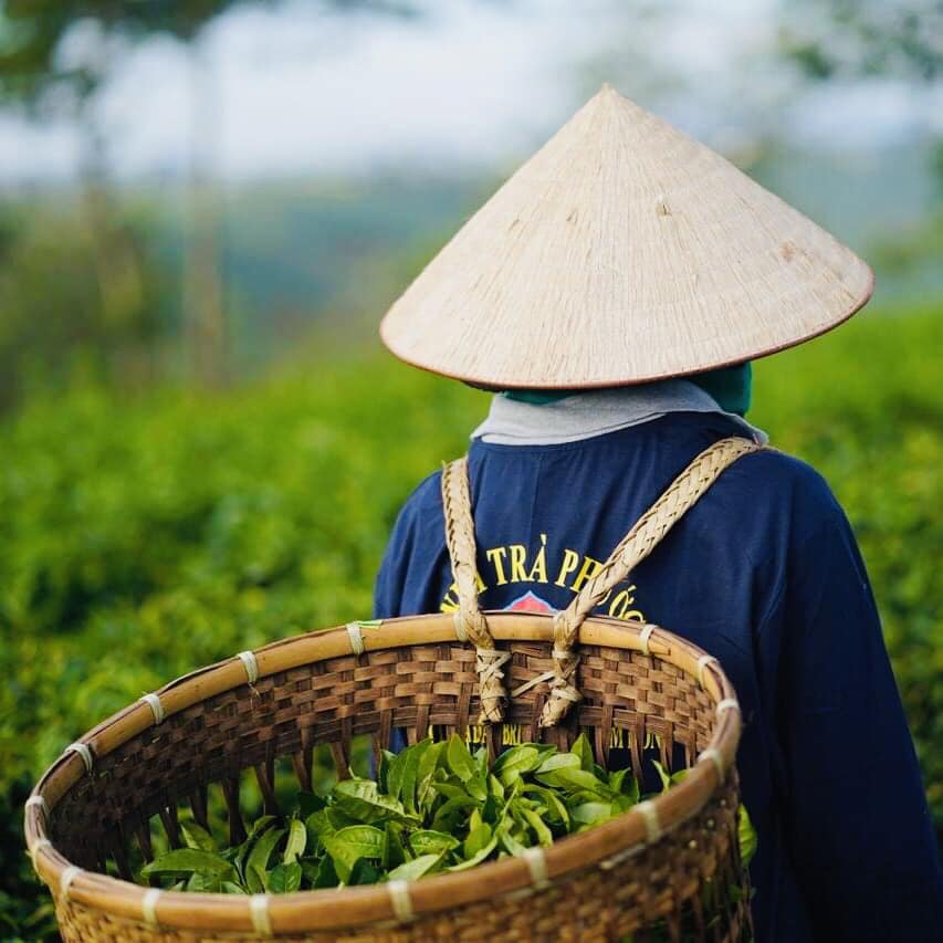 Trà Oolong Phước Lạc