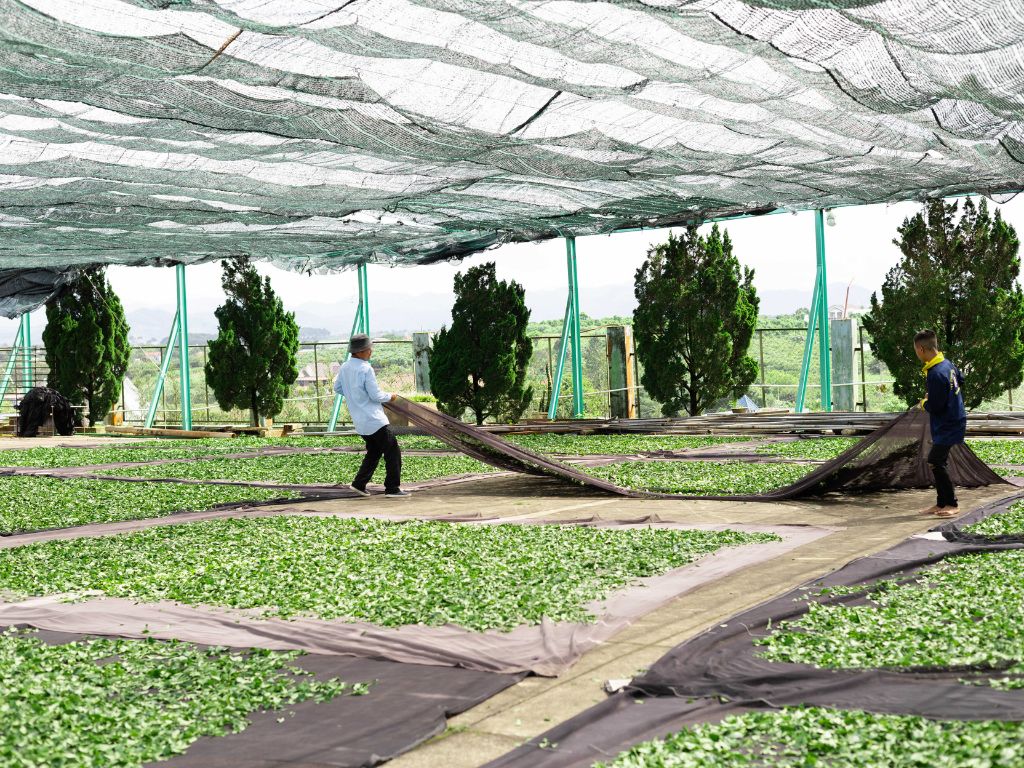 Xưởng sản xuất trà Oolong