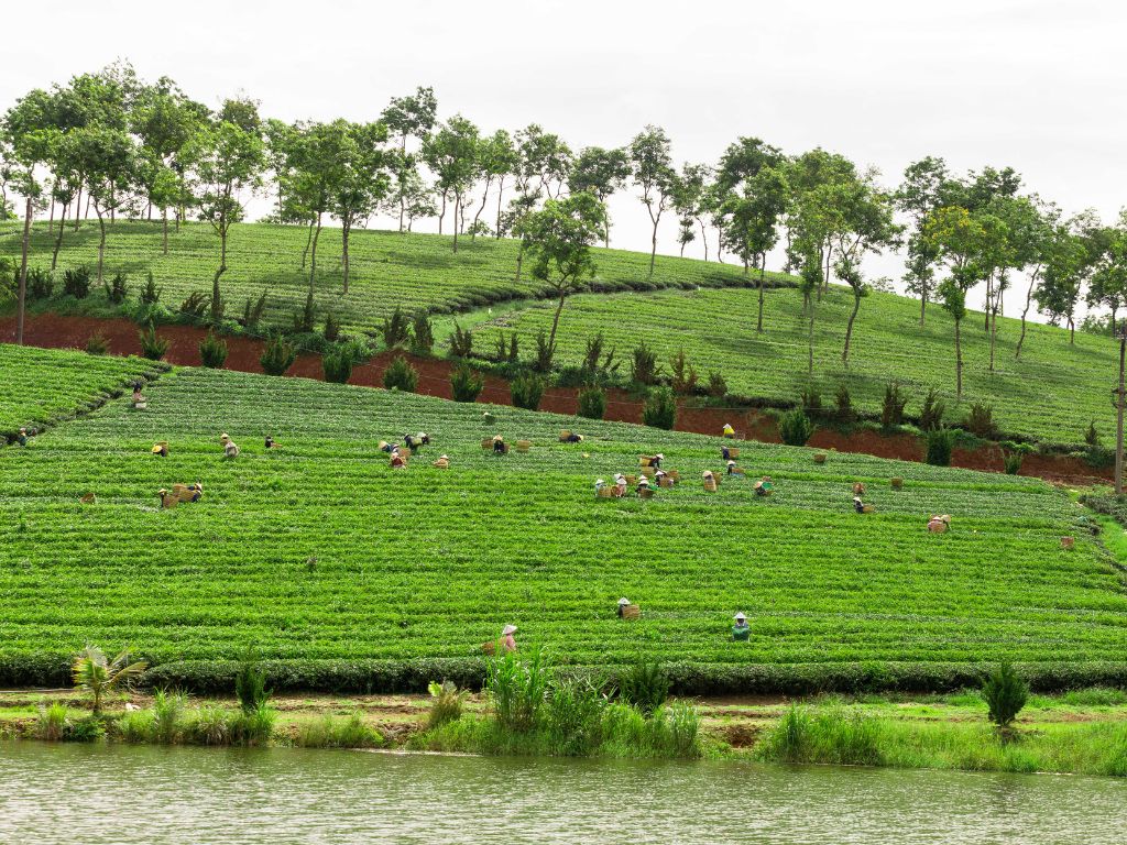 Nông trường trà Oolong