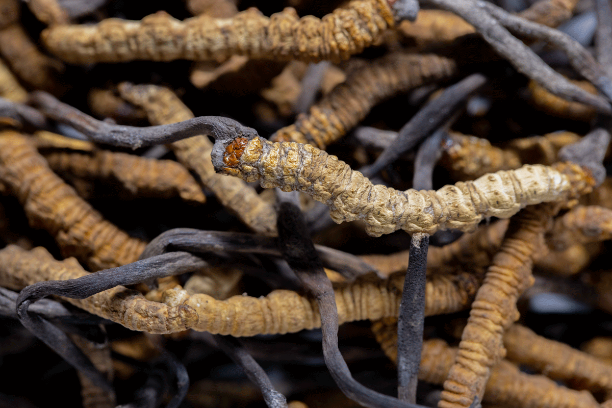 Đông trùng hạ thảo có giá trị sức khỏe rất lớn