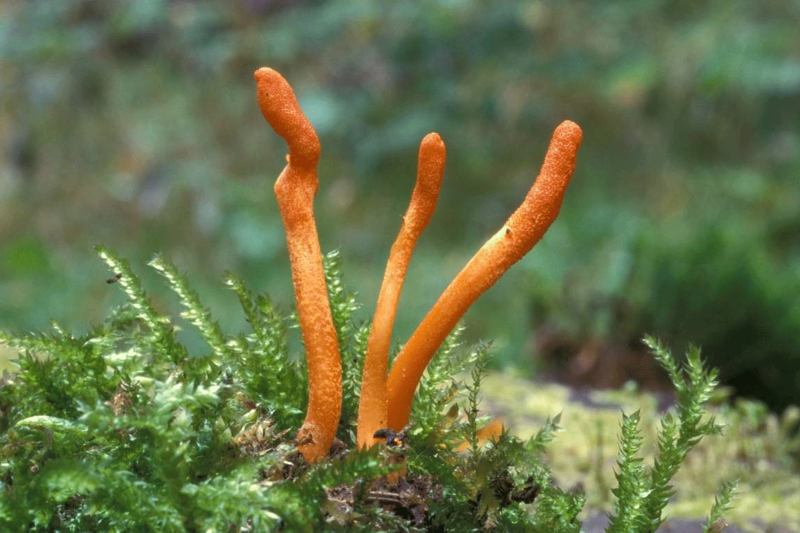 Hình ảnh đông trùng hạ thảo được nuôi cấy tự nhiên