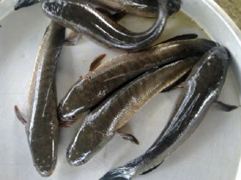 3: Hãy lựa chọn cá lóc cẩn thận nhé