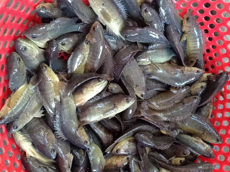 8: Cá rô đồng sẽ làm món bún này thơm ngon hơn