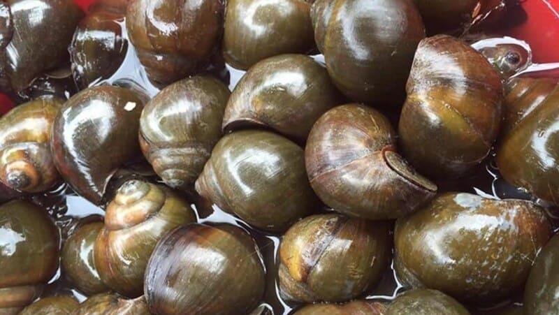 Nên chọn những con ốc nhồi vừa phải để nấu