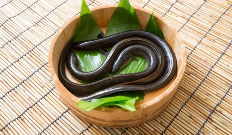 Ảnh 1: Những con lươn đồng thơm ngon là bí quyết để có nồi cháo lươn chất lượng