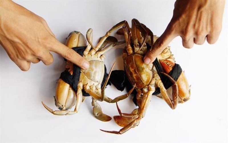 Ảnh 2: Hãy chọn cua biển cẩn thận để có được những con thơm ngon