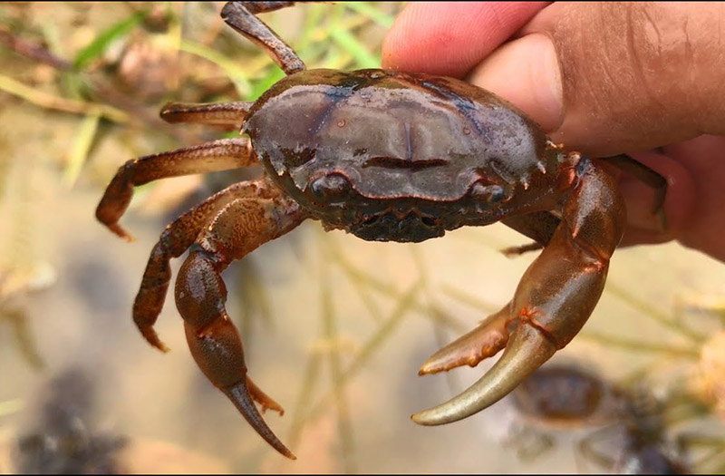 Cách chọn mua cua đồng tươi ngon