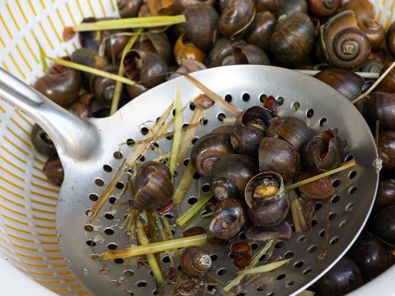 📷Sơ chế ốc trước khi nấu