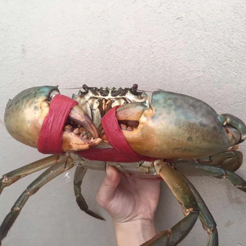 Ảnh 2: Nên chọn cua thịt thay vì cua gạch để xào miến