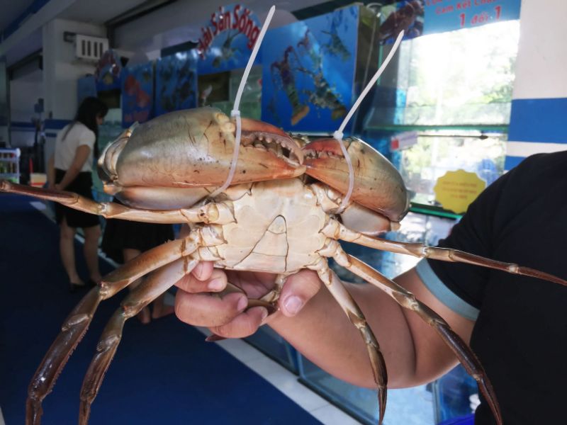 Ảnh 3: Một con cua thịt ngon, nhiều thịt
